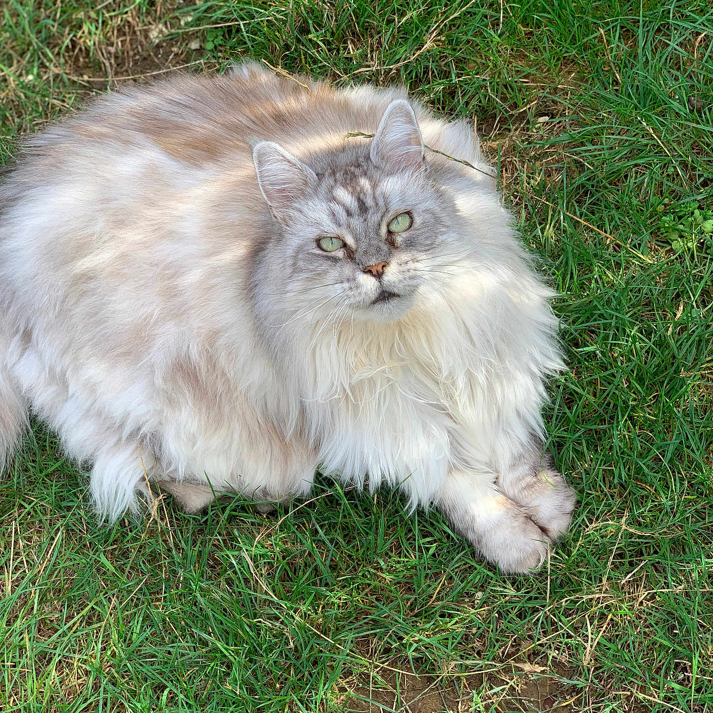 Lyli Rose participe au concours pour gagner de l'argent avec cette photo : animal, cat, close_up, cute, daytime, feline, fluffy, grass, green_eyes, long_hair, lying_down, mammal, nature, outdoor, peaceful, pet, relaxed, soft_fur, sunlight, whiskers