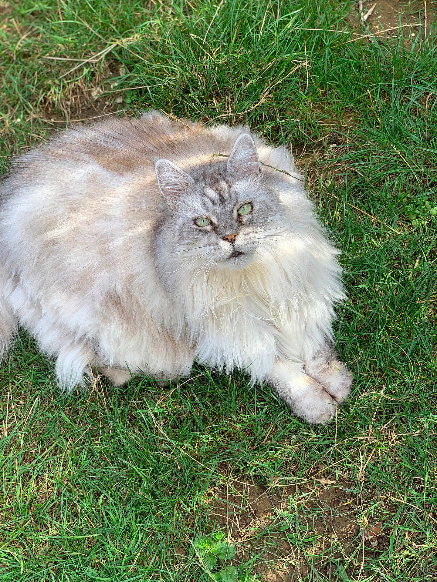 Lyli Rose participe au concours pour gagner de l'argent avec cette photo : cat, fluffy, long_hair, green_eyes, grass, outdoor, nature, animal, pet, relaxed, lying_down, cute, feline, mammal, whiskers, soft_fur, sunlight, daytime, close_up, peaceful