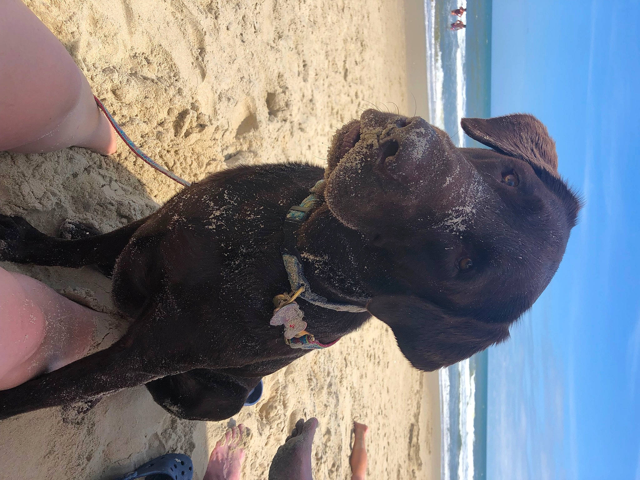 Archie joined the competition — help win amazing prizes! beach, carnivore, collar, dog, dog_breed, dog_collar, fashion_accessory, fawn, guard_dog, nail, pet_supply, sand, sculpture, snout, sporting_group, vertebrate, water, window, wood, working_animal