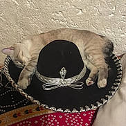 Kirikou a rejoint le concours — aidez-le/la à gagner de superbes lots ! cat, sleeping, sombrero, hat, indoor, resting, feline, animal, cozy, patterned_cloth, colorful, silver_trim, paws, whiskers, ear, striped_fur, soft, quiet, relaxed, wall