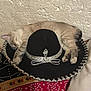 cat, sleeping, sombrero, hat, indoor, resting, feline, animal, cozy, patterned_cloth, colorful, silver_trim, paws, whiskers, ear, striped_fur, soft, quiet, relaxed, wall