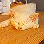 Dodolf participe au concours pour gagner de l'argent avec cette photo : kitten, cat, sleeping, white_fur, wooden_desk, indoor, cozy, soft_light, close_up, pet, animal, relaxing, cute, fluffy, domestic_cat, feline, peaceful, napping, warm_light, blurred_background