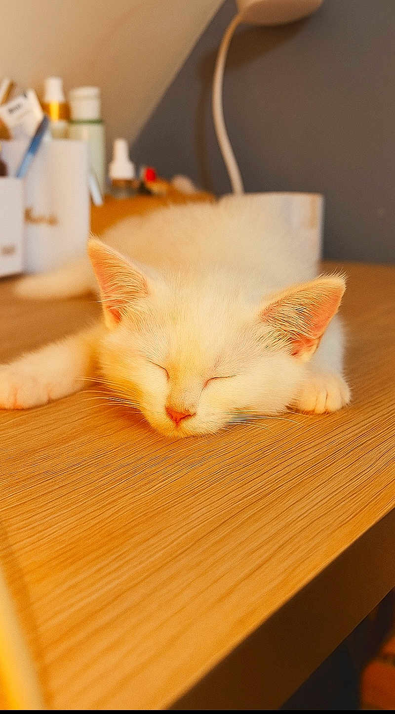 Dodolf participe au concours pour gagner de l'argent avec cette photo : kitten, cat, sleeping, white_fur, wooden_desk, indoor, cozy, soft_light, close_up, pet, animal, relaxing, cute, fluffy, domestic_cat, feline, peaceful, napping, warm_light, blurred_background
