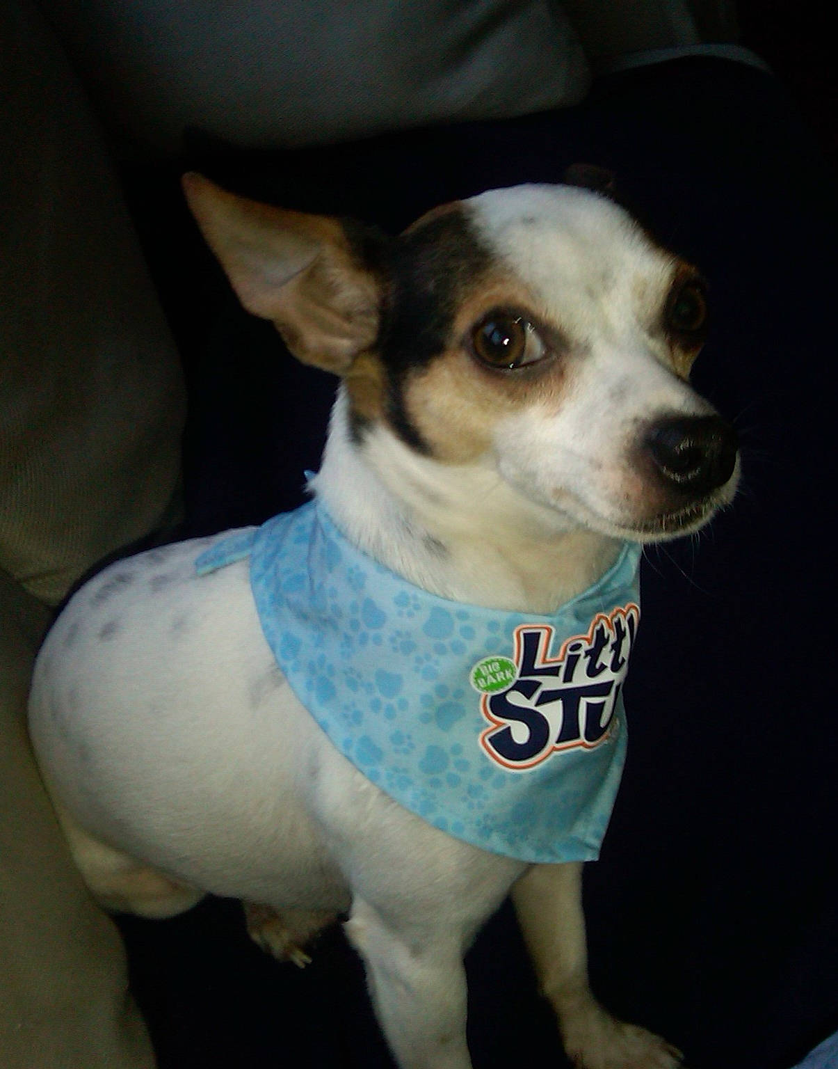 Gizmo is registered to the contest to win money with this photo: brazilian_terrier, canidae, carnivore, chilean_fox_terrier, companion_dog, corgi_chihuahua, dog, dog_breed, dog_clothes, feist, fox_terrier, mammal, miniature_fox_terrier, rare_breed_dog, rat_terrier, ratonero_bodeguero_andaluz, snout, teddy_roosevelt_terrier, tenterfield_terrier, toy_fox_terrier