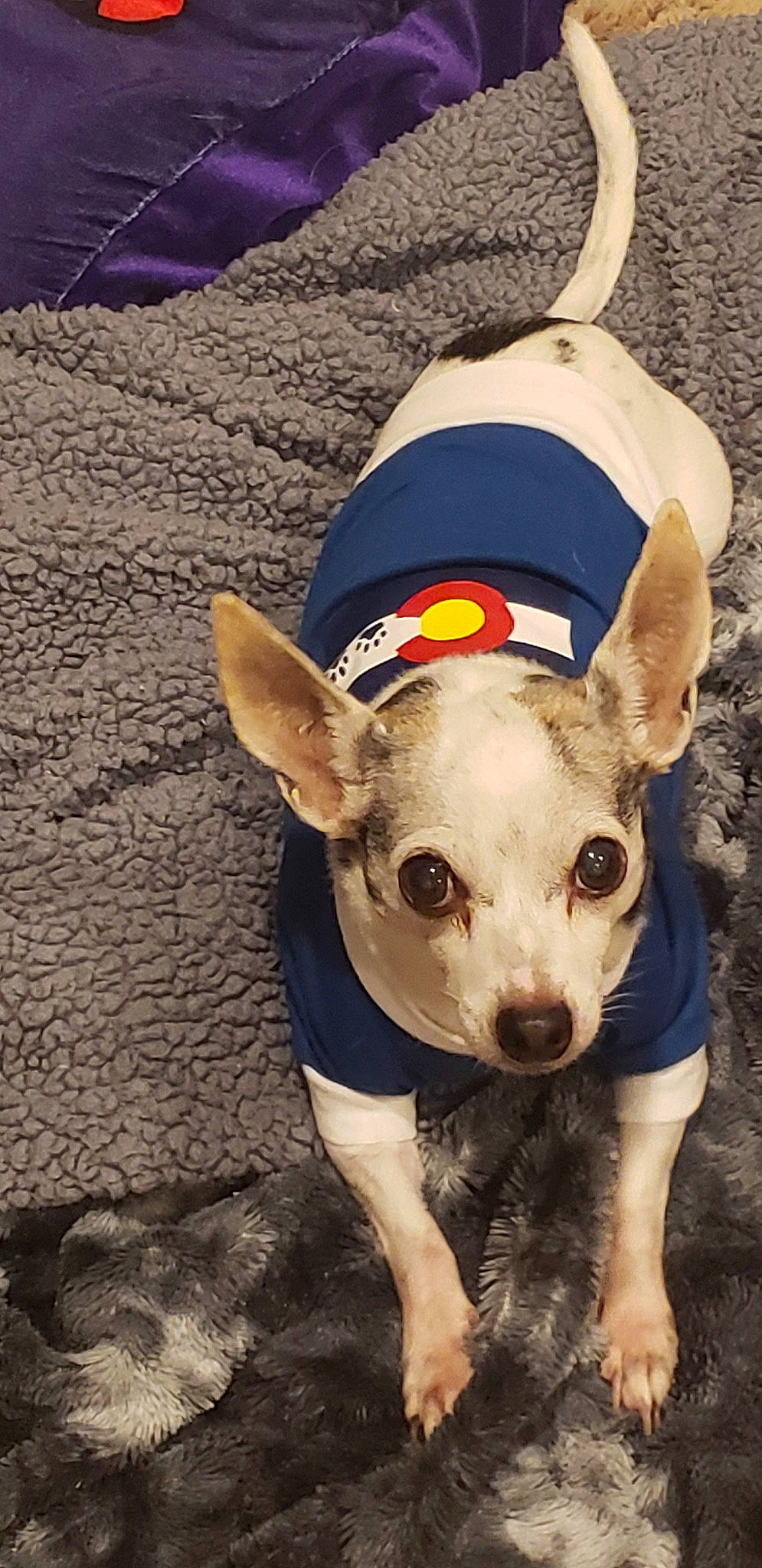 Gizmo joined the competition — help win amazing prizes! american_hairless_terrier, canidae, carnivore, chihuahua, corgi_chihuahua, dog, dog_breed, dog_clothes, ear, fawn, mammal, non_sporting_group, snout, toy_dog, vertebrate