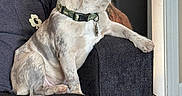 Bacon is registered to the contest to win money with this photo: adult, animal, architecture, beverage, bulldog, canine, chair, coffee, coffeecup, couch, cup, disposablecup, dog, frenchbulldog, furniture, male, man, person, pet, pitbull