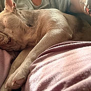 Bacon joined the competition — help win amazing prizes! animal, closeup, comfort, companion, cozy, dog, ear, french_bulldog, fur, gray_shirt, human_arm, indoor, napping, paw, pet, pink_fabric, relaxation, resting, sleeping, snout