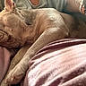 animal, closeup, comfort, companion, cozy, dog, ear, french_bulldog, fur, gray_shirt, human_arm, indoor, napping, paw, pet, pink_fabric, relaxation, resting, sleeping, snout