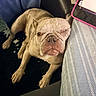 Bacon joined the competition — help win amazing prizes! animal, blanket, blue_curtain, chair, companion, cozy, cute, dog, domestic, face, french_bulldog, fur, indoor, paw, pet, relaxed, resting, snout, tablet, winking