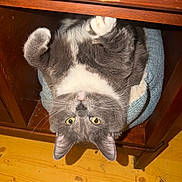 Theon is registered to the contest to win money with this photo: cat, gray_cat, white_chest, yellow_eyes, upside_down, lying_down, indoor, wooden_chair, blue_cushion, wooden_floor, furry, whiskers, ears, paws, relaxed, playful, portrait, close_up, pet, cozy