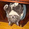 cat, gray_cat, white_chest, yellow_eyes, upside_down, lying_down, indoor, wooden_chair, blue_cushion, wooden_floor, furry, whiskers, ears, paws, relaxed, playful, portrait, close_up, pet, cozy