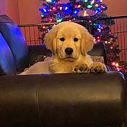 Dominic is registered to the contest to win money with this photo: puppy, dog, golden_retriever, couch, leather, christmas_tree, christmas_lights, holiday, indoor, pet, animal, furniture, cozy, decorations, colorful, festive, cute, relaxing, paw, home