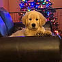 puppy, dog, golden_retriever, couch, leather, christmas_tree, christmas_lights, holiday, indoor, pet, animal, furniture, cozy, decorations, colorful, festive, cute, relaxing, paw, home