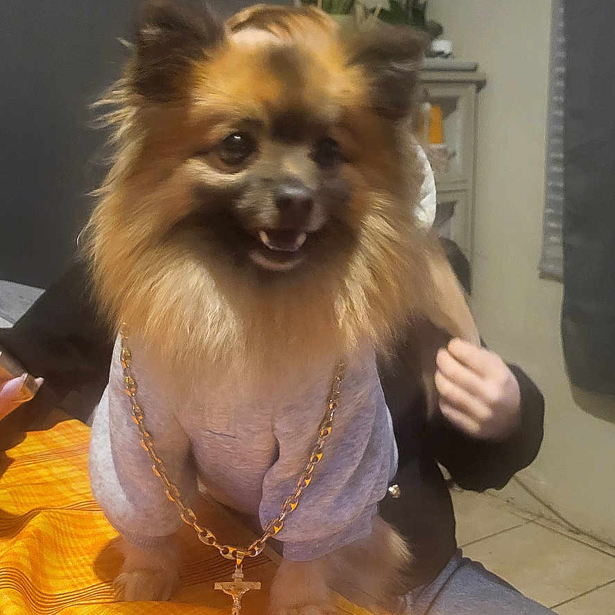 Simba a rejoint le concours — aidez-le/la à gagner de superbes lots ! accessories, animal, bodypart, canine, cat, dog, electronics, finger, hand, hardwood, indoors, interiordesign, jewelry, mobilephone, necklace, person, pet, phone, plywood, wood