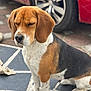 Thalya participe au concours pour gagner de l'argent avec cette photo : dog, beagle, sleepy, sitting, tile_floor, car_tire, outdoor, pet, brown, white, black, fur, ears, paw, animal, closeup, quiet, calm, daytime, vehicle