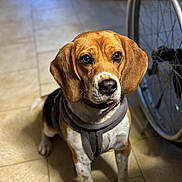 Thalya a rejoint le concours — aidez-le/la à gagner de superbes lots ! dog, beagle, pet, animal, indoor, floor, tile, harness, wheelchair, wheel, brown, white, black, ears, face, eyes, sitting, closeup, companion, cute