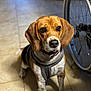 dog, beagle, pet, animal, indoor, floor, tile, harness, wheelchair, wheel, brown, white, black, ears, face, eyes, sitting, closeup, companion, cute