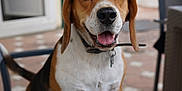 Thalya participe au concours pour gagner de l'argent avec cette photo : dog, beagle, pet, animal, outdoor, chair, happy, tongue_out, brown, white, black, collar, fence, porch, tile_floor, paw, ears, nose, tail, domestic