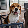 dog, beagle, pet, animal, outdoor, chair, happy, tongue_out, brown, white, black, collar, fence, porch, tile_floor, paw, ears, nose, tail, domestic