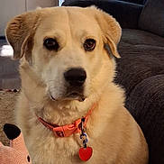 Dasiymae joined the competition — help win amazing prizes! dog, indoor, collar, pet, couch, plush_toy, orange_collar, heart_tag, cream_fur, animal, cute, closeup, portrait, ears, brown_eyes, furniture, home, soft_toy, loyal, companion