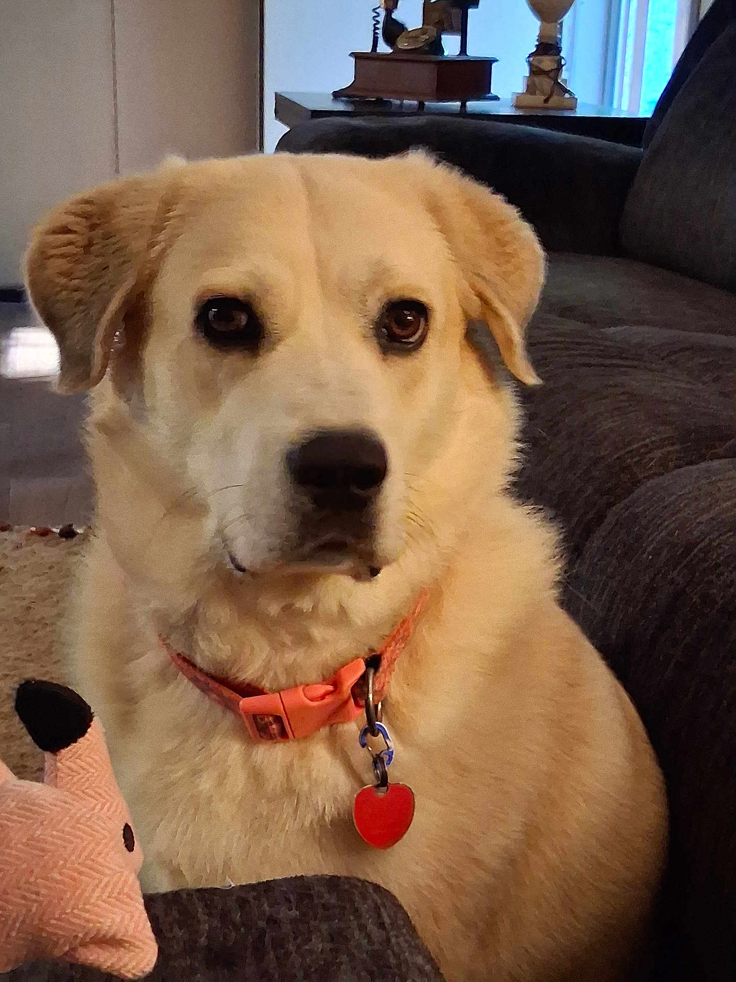 Dasiymae joined the competition — help win amazing prizes! dog, indoor, collar, pet, couch, plush_toy, orange_collar, heart_tag, cream_fur, animal, cute, closeup, portrait, ears, brown_eyes, furniture, home, soft_toy, loyal, companion
