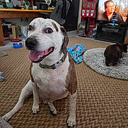 Trout joined the competition — help win amazing prizes! animal, background, carpet, collar, dog, dog_bed, dogs, foreground, furniture, happy, home, indoor, living_room, pet, portrait, shelves, sitting, smiling, television, tongue