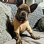 dog, french_bulldog, puppy, pet, couch, pillow, blanket, indoor, looking_at_camera, big_ears, paws, collar, chain, clothing, bed, cute, portrait, domestic_animal, fur, home_decor