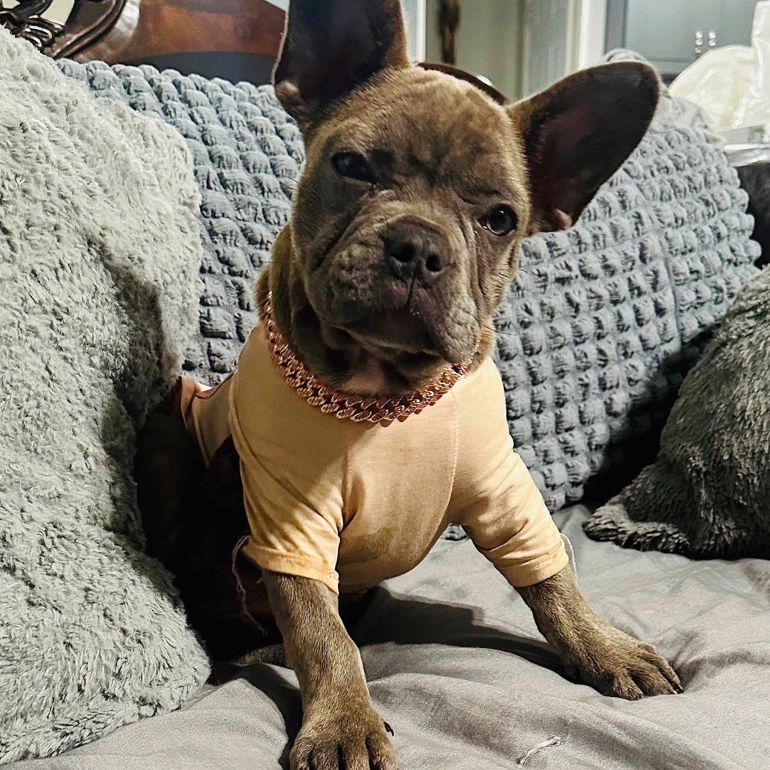 Khloe Marie is registered to the contest to win money with this photo: bed, big_ears, blanket, chain, clothing, collar, couch, cute, dog, domestic_animal, french_bulldog, fur, home_decor, indoor, looking_at_camera, paws, pet, pillow, portrait, puppy
