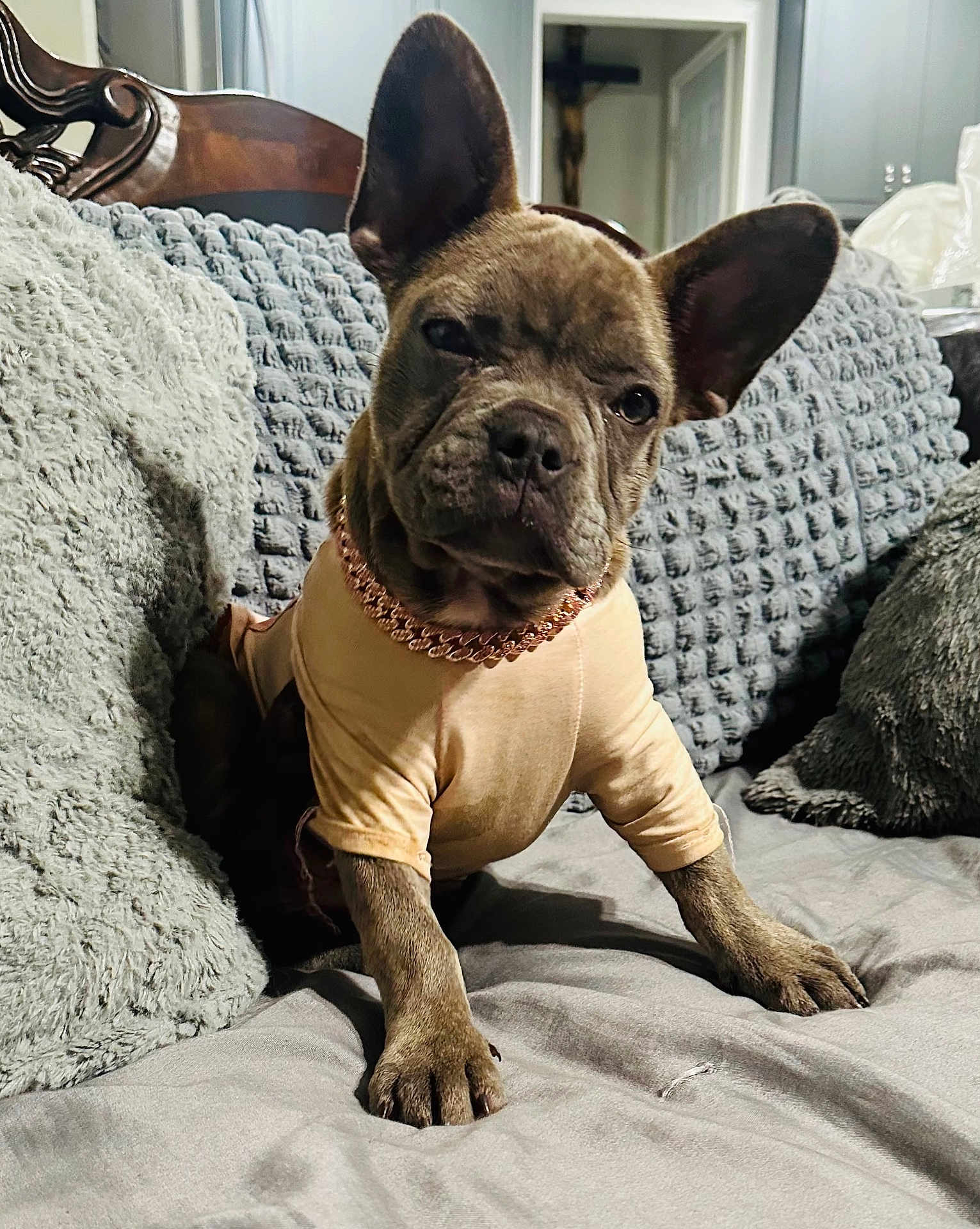 Khloe Marie is registered to the contest to win money with this photo: dog, french_bulldog, puppy, pet, couch, pillow, blanket, indoor, looking_at_camera, big_ears, paws, collar, chain, clothing, bed, cute, portrait, domestic_animal, fur, home_decor