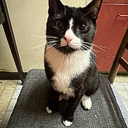 Murik joined the competition — help win amazing prizes! animal, black_and_white, cat, chair, closeup, curious, cute, domestic, feline, floor, fur, gray, home, indoor, looking, pet, sitting, tuxedo_cat, whiskers, wooden_chair