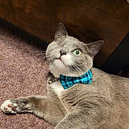 Popeye Vandaniker is registered to the contest to win money with this photo: cat, one_eyed, gray_cat, bow_tie, pet, indoor, carpet, feline, whiskers, paw, relaxed, cute, domestic_cat, animal, close_up, portrait, looking_up, collar, resting, cute_pet