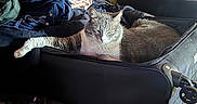 Thea joined the competition — help win amazing prizes! cat, clothing, cozy, feline, floor, fur, gray_cat, home, indoors, laundry, luggage, relaxed, resting, shadow, sleeping, suitcase, sunlight, tiles, travel, whiskers