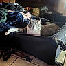 cat, clothing, cozy, feline, floor, fur, gray_cat, home, indoors, laundry, luggage, relaxed, resting, shadow, sleeping, suitcase, sunlight, tiles, travel, whiskers