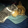 Thea joined the competition — help win amazing prizes! animals, bed, bedding, blanket, cats, cozy, cuddling, cute, dark_room, flash_photography, furry, gray_cat, indoors, nose_to_nose, orange_cat, pet, sleeping, tabby, two_cats, white_fur