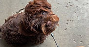 Kobe joined the competition — help win amazing prizes! animal, brown_dog, canine, casual, companion, concrete_floor, crack, curly_fur, cute, dog, footwear, leash, looking_up, outdoor, pavement, pet, shoe, standing, texture, waiting
