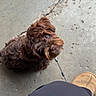 animal, brown_dog, canine, casual, companion, concrete_floor, crack, curly_fur, cute, dog, footwear, leash, looking_up, outdoor, pavement, pet, shoe, standing, texture, waiting