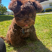 Kobe is registered to the contest to win money with this photo: adorable, blue_sky, brown_fur, collar, cute, daylight, dog, fur, grass, house, nature, outdoor, pet, puppy, shadow, small_dog, spring, sunlight, tongue_out, tree