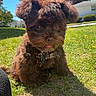 adorable, blue_sky, brown_fur, collar, cute, daylight, dog, fur, grass, house, nature, outdoor, pet, puppy, shadow, small_dog, spring, sunlight, tongue_out, tree