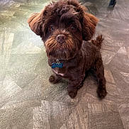 Kobe joined the competition — help win amazing prizes! animal, beard, brown_fur, collar, cute, dog, floor, floppy_ears, fluffy, indoors, kobe, looking_at_camera, name_tag, office_chair, pet, portrait, puppy, shaggy, sitting, small_dog