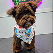 Kobe joined the competition — help win amazing prizes! dog, brown_dog, bandana, summer_theme, grooming_table, indoor, pet_grooming, neon_sign, colorful, cute, small_dog, fur, face, ears, eyes, nose, mouth, leash, floor, background