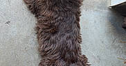 Kobe is registered to the contest to win money with this photo: animal, brown_dog, calm, canine, concrete, dog, domestic_animal, fluffy, four_legs, fur, laying, lying_down, mammal, outdoor, pavement, pet, quiet, relaxed, resting, sidewalk