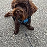 Kobe joined the competition — help win amazing prizes! adorable, animal, asphalt, brown_dog, canine, companion, cute, dog, fluffy, friendly, fur, harness, leash, looking_up, outdoor, pet, puppy, sitting, small_dog, young