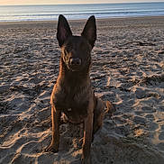Oslo a rejoint le concours — aidez-le/la à gagner de superbes lots ! australian_kelpie, beach, canidae, carnivore, dog, dog_breed, fawn, hunting_dog, mammal, ocean, sea