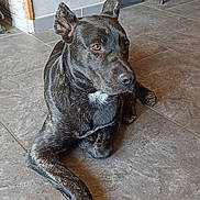 Pablo participe au concours pour gagner de l'argent avec cette photo : dog, black_dog, pet, indoor, floor, tile_floor, lounge, resting, living_room, furniture, couch, speaker, white_patch, canine, animal, ears, eyes, paw, nose, relaxed