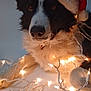 Bill joined the competition — help win amazing prizes! dog, border_collie, santa_hat, christmas_lights, holiday, festive, black_and_white, pet, animal, indoors, cute, fur, decor, lights, celebration, christmas, portrait, adorable, holiday_season, festivity