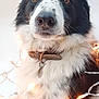 dog, black_and_white, fur, collar, fairy_lights, lights, pet, animal, close_up, portrait, indoor, cute, fluffy, muzzle, whiskers, brown_eyes, decor, festive, calm, adorable