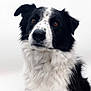 dog, black_and_white, border_collie, fur, portrait, pet, animal, sitting, white_background, spotted, cute, fluffy, ears, brown_eyes, looking_up, studio, mammal, friendly, closeup, companion