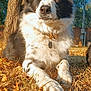 Jack joined the competition — help win amazing prizes! dog, black_and_white, collar, outdoor, tree, grass, sunlight, animal, pet, portrait, nature, daytime, canine, fence, relaxed, lying_down, ears, snout, paw, brown_leaves