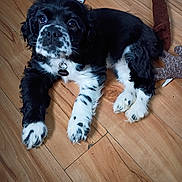 Sophie is registered to the contest to win money with this photo: dog, puppy, black_and_white, hardwood_floor, toy, collar, tag, paws, closeup, looking_up, indoor, pet, adorable, fur, big_eyes, nose, wooden_floor, floor_planks, canine, sitting