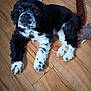 dog, puppy, black_and_white, hardwood_floor, toy, collar, tag, paws, closeup, looking_up, indoor, pet, adorable, fur, big_eyes, nose, wooden_floor, floor_planks, canine, sitting